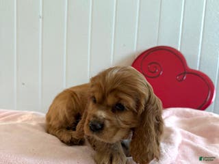 Cocker Spaniel dogs Amelia - Ad 3