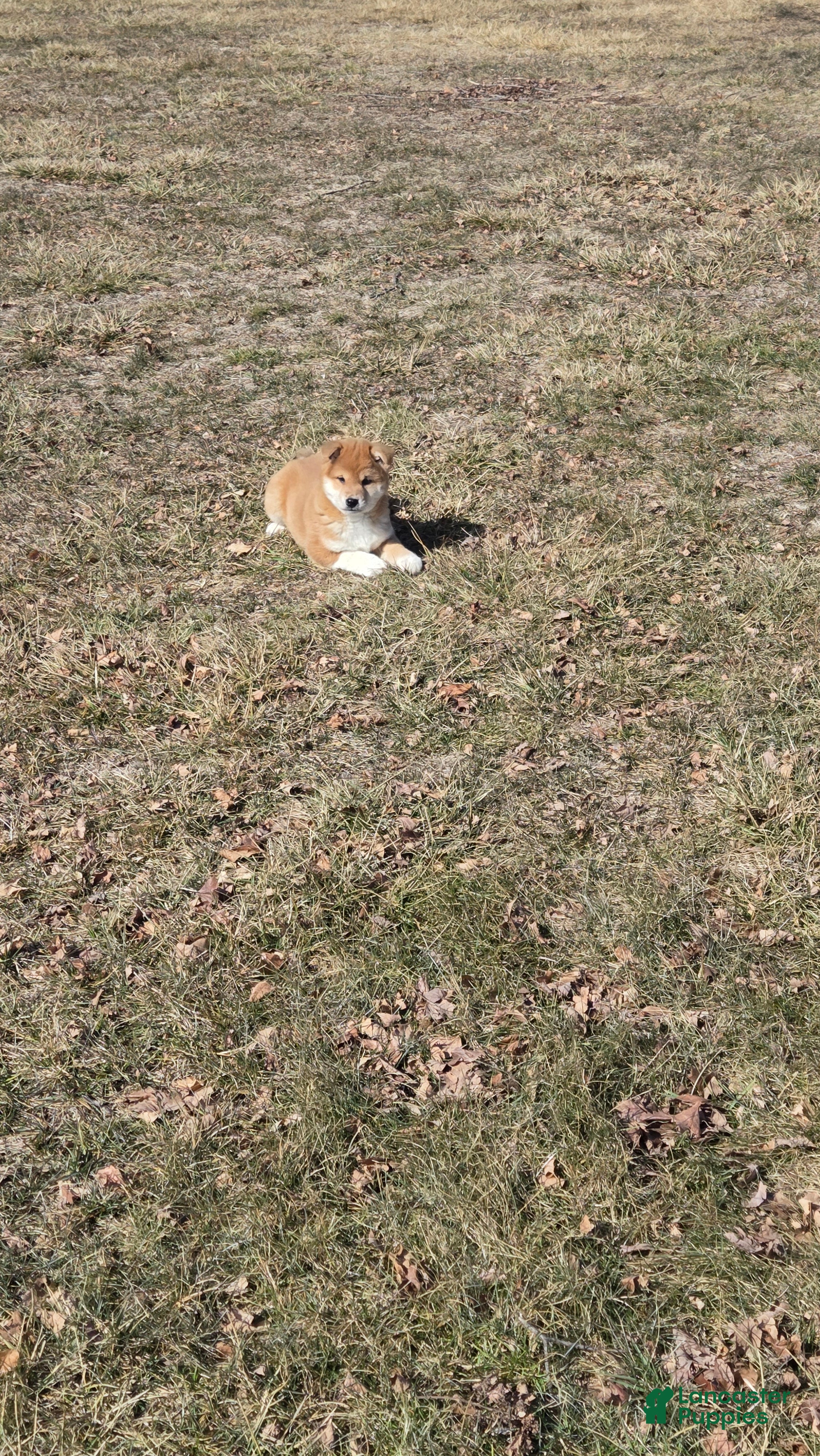 Shiba Inu dogs Ashton - Ad 1