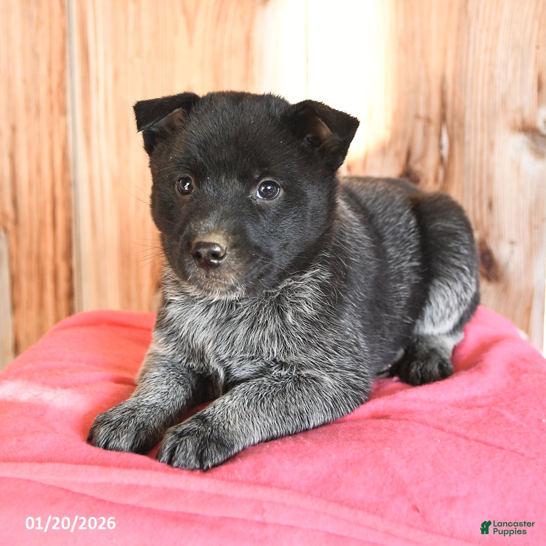 Australian Cattle Dog dogs for sale: Marty - Ad 2