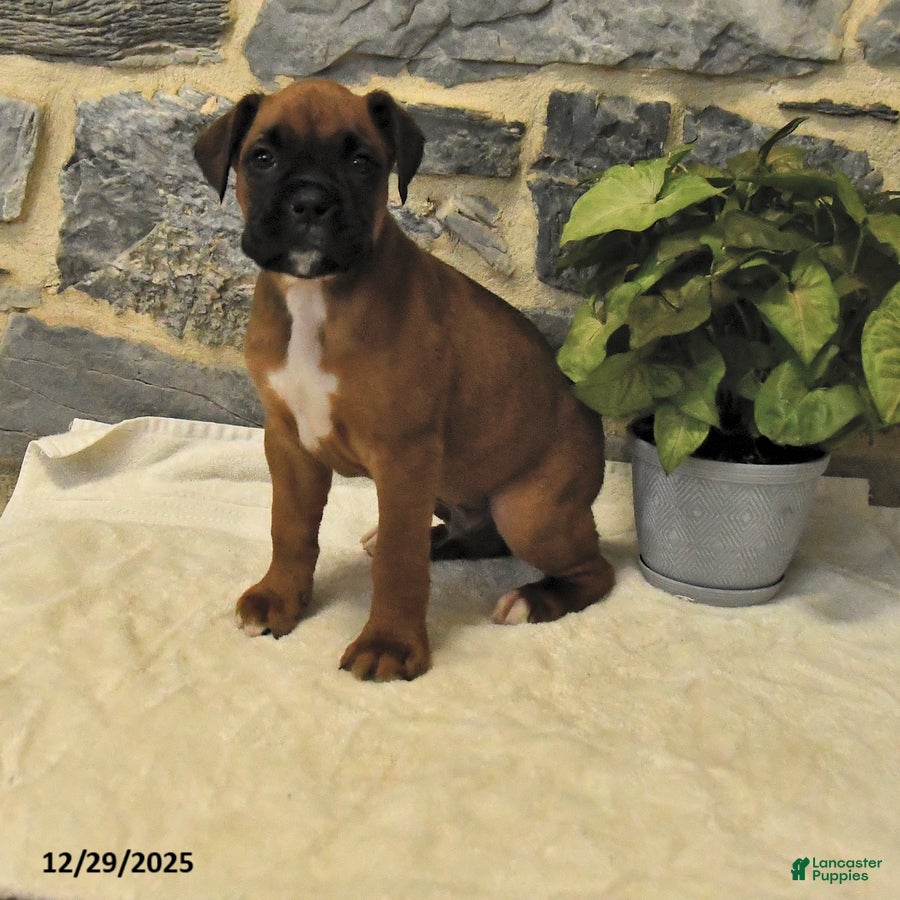 Boxer dogs Carlos - Ad 35