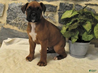 Boxer dogs Carlos - Ad 40