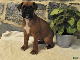 Boxer dogs Carlos - Ad 32