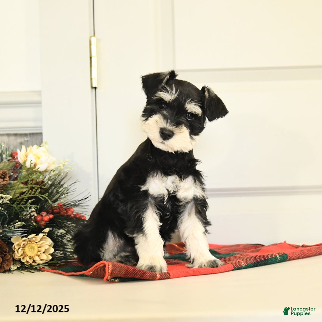Miniature Schnauzer dogs for sale: Holly - Ad 1