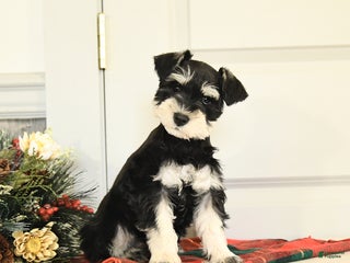 Miniature Schnauzer dogs Holly - Ad 10
