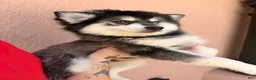 Pomsky dogs for sale: Patriot - Ad 1