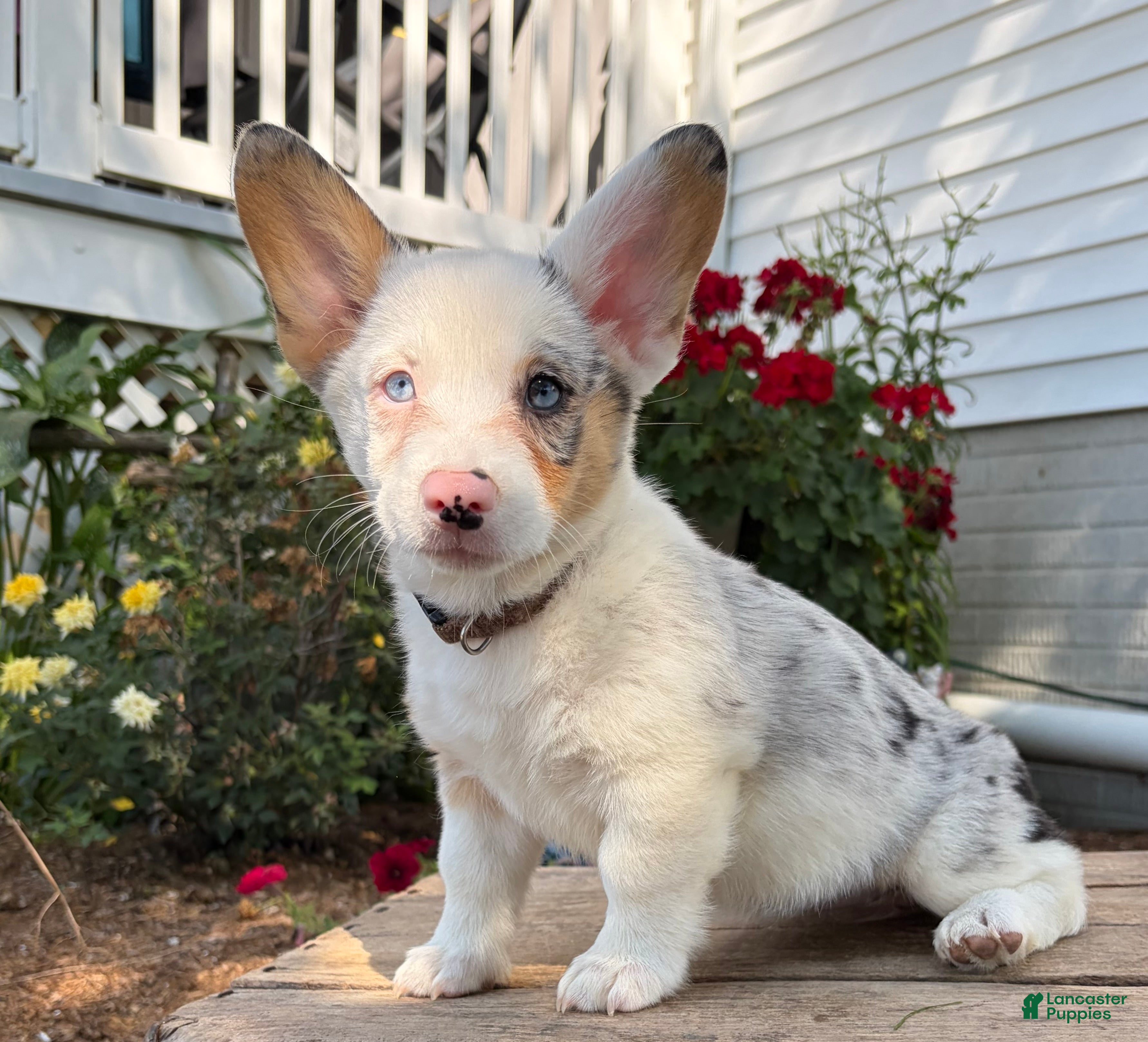 Welsh Corgi Pembroke dogs Naomi - Ad 1