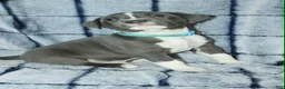 American Bully dogs for sale: Sub Zero - Ad 4