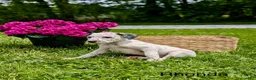 Mixed Breed dogs for sale: Rhonda - Ad 2