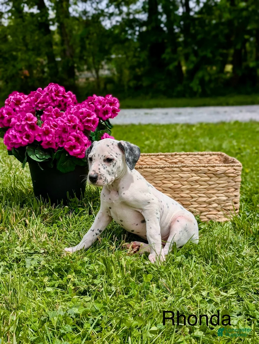Mixed Breed dogs for sale: Rhonda - Ad 2