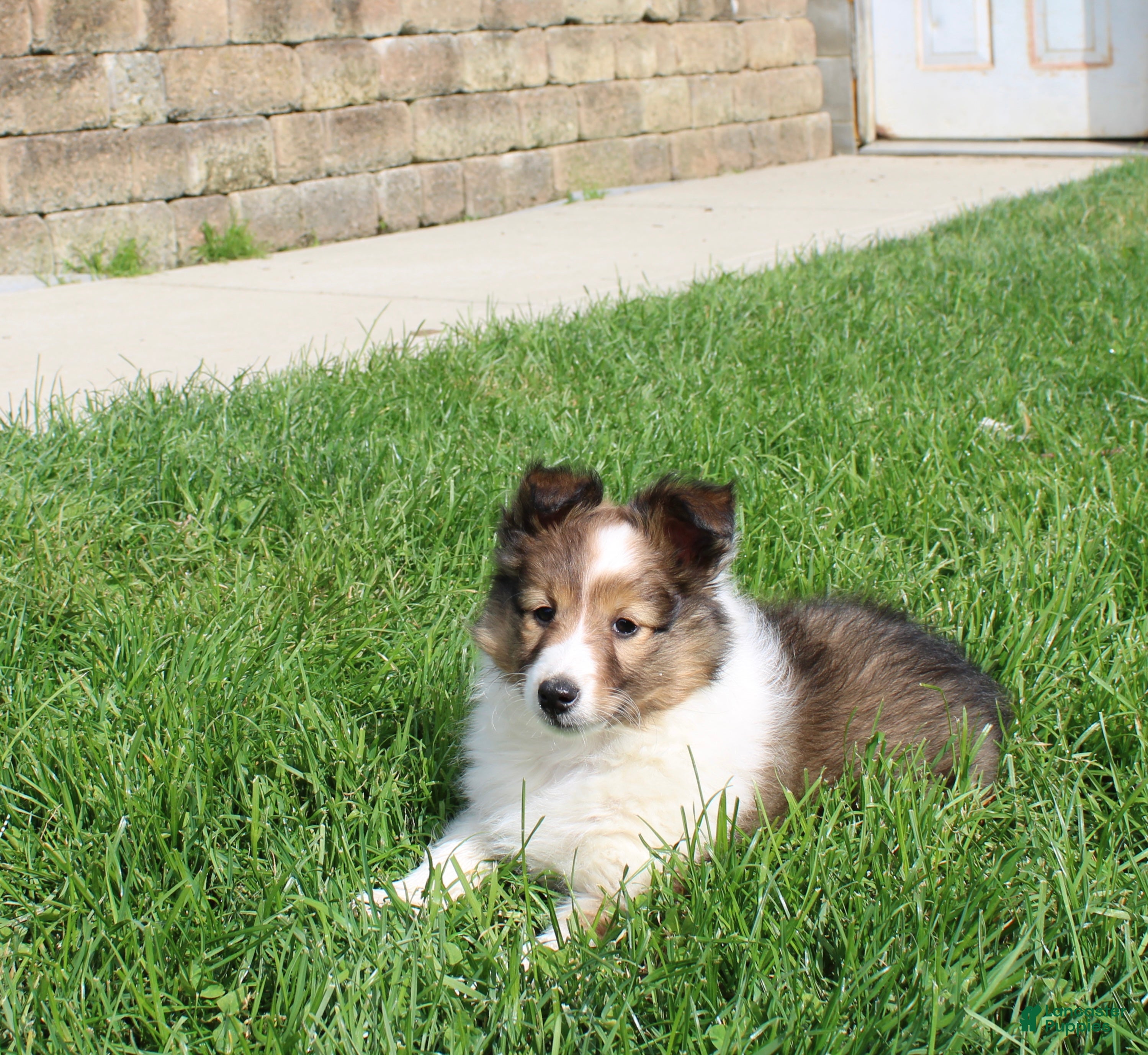 Shetland Sheepdog dogs Basha Shetland Sheepdog Puppy  - Ad 2