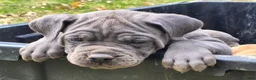 Cane Corso dogs for sale: Cane Corso Puppy 2 rebel  - Ad 4