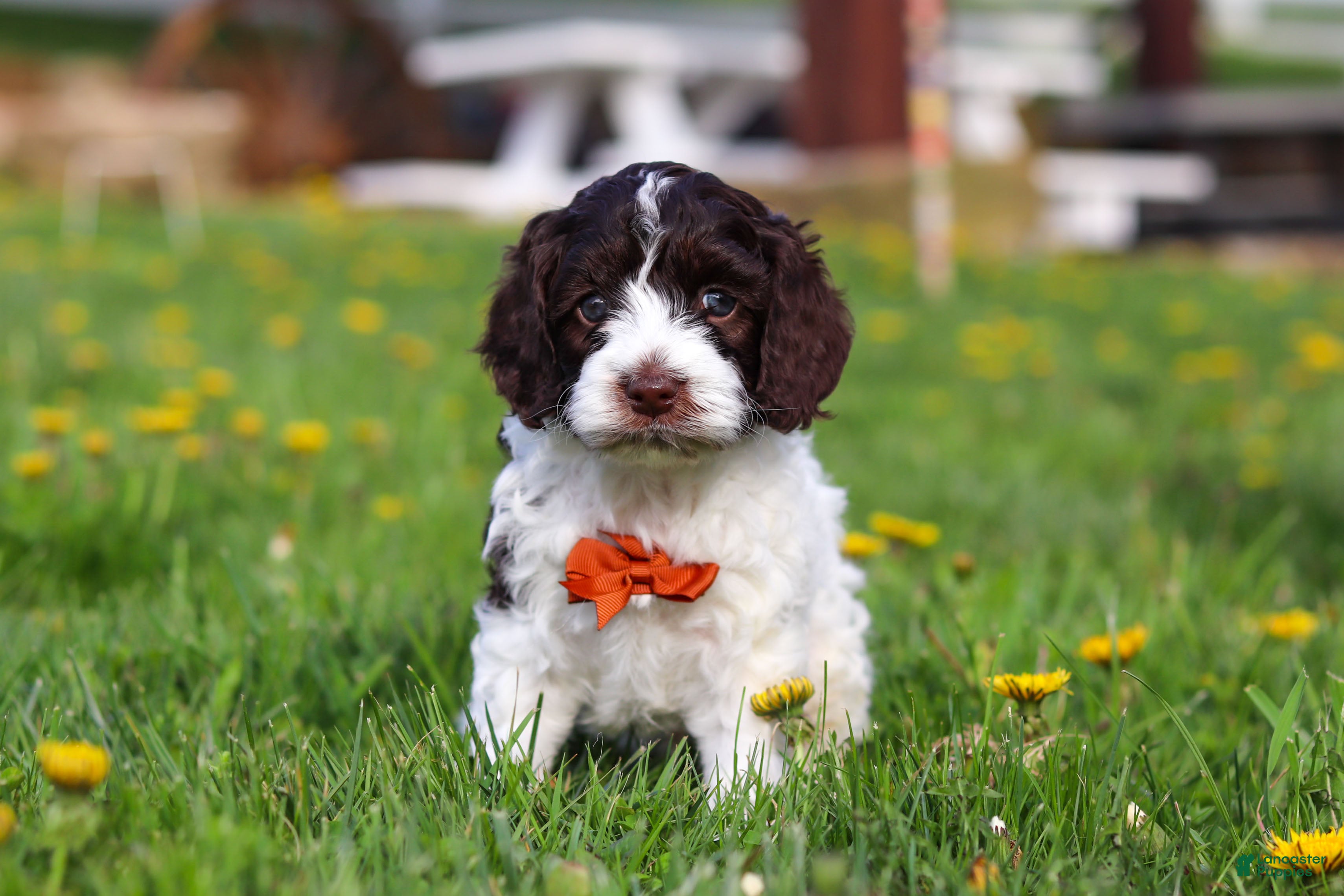 Cockapoo dogs Dalton - Ad 1