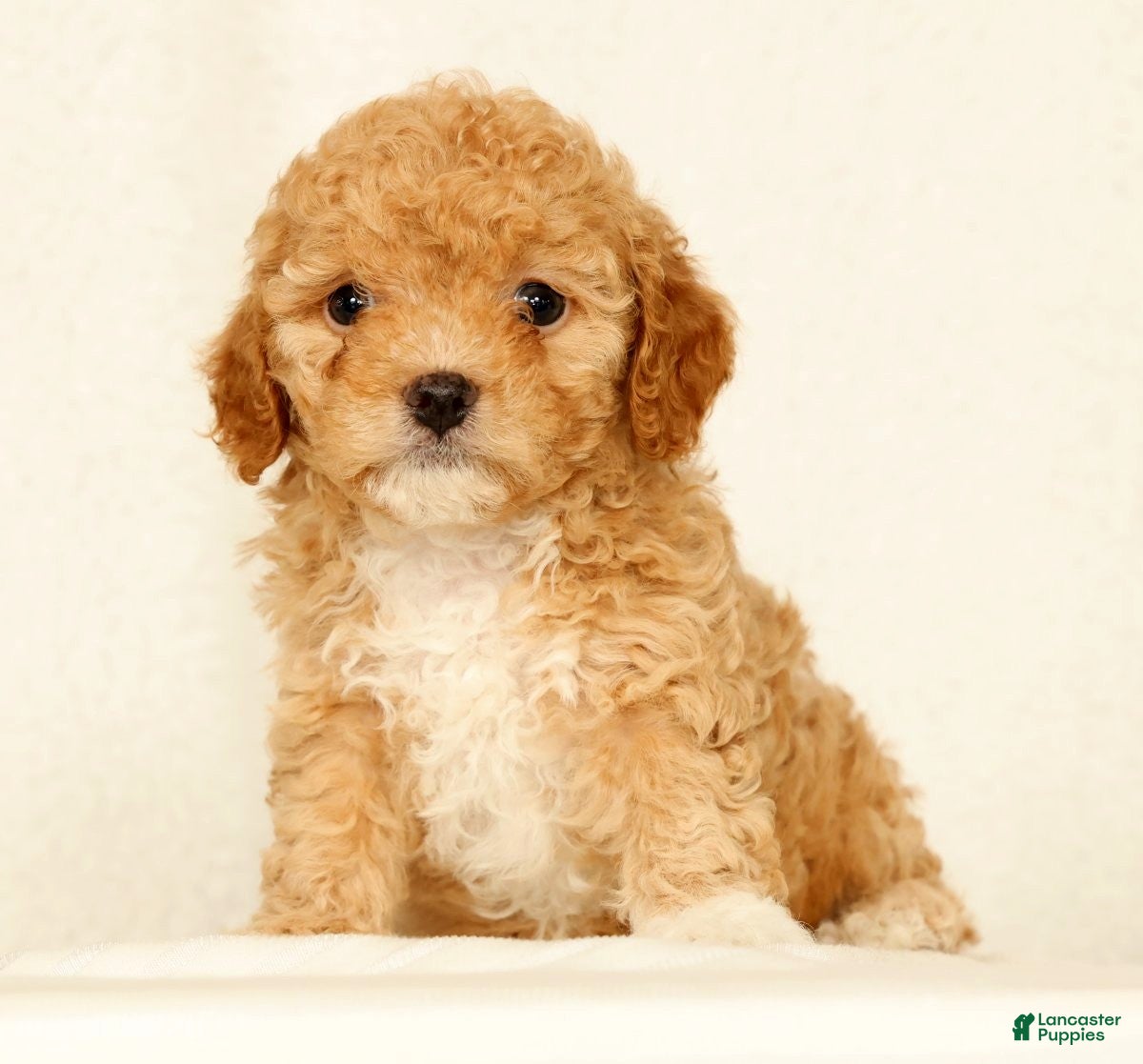 Cavapoo dogs Honey - Ad 1