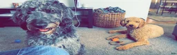 Labradoodle dogs for sale: Bruno - Ad 19