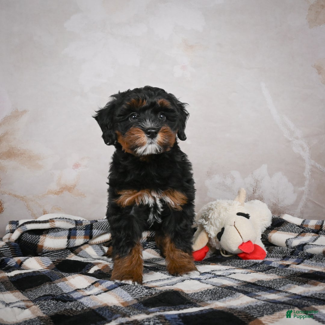 Bernedoodle dogs for sale: Kobe - Ad 6