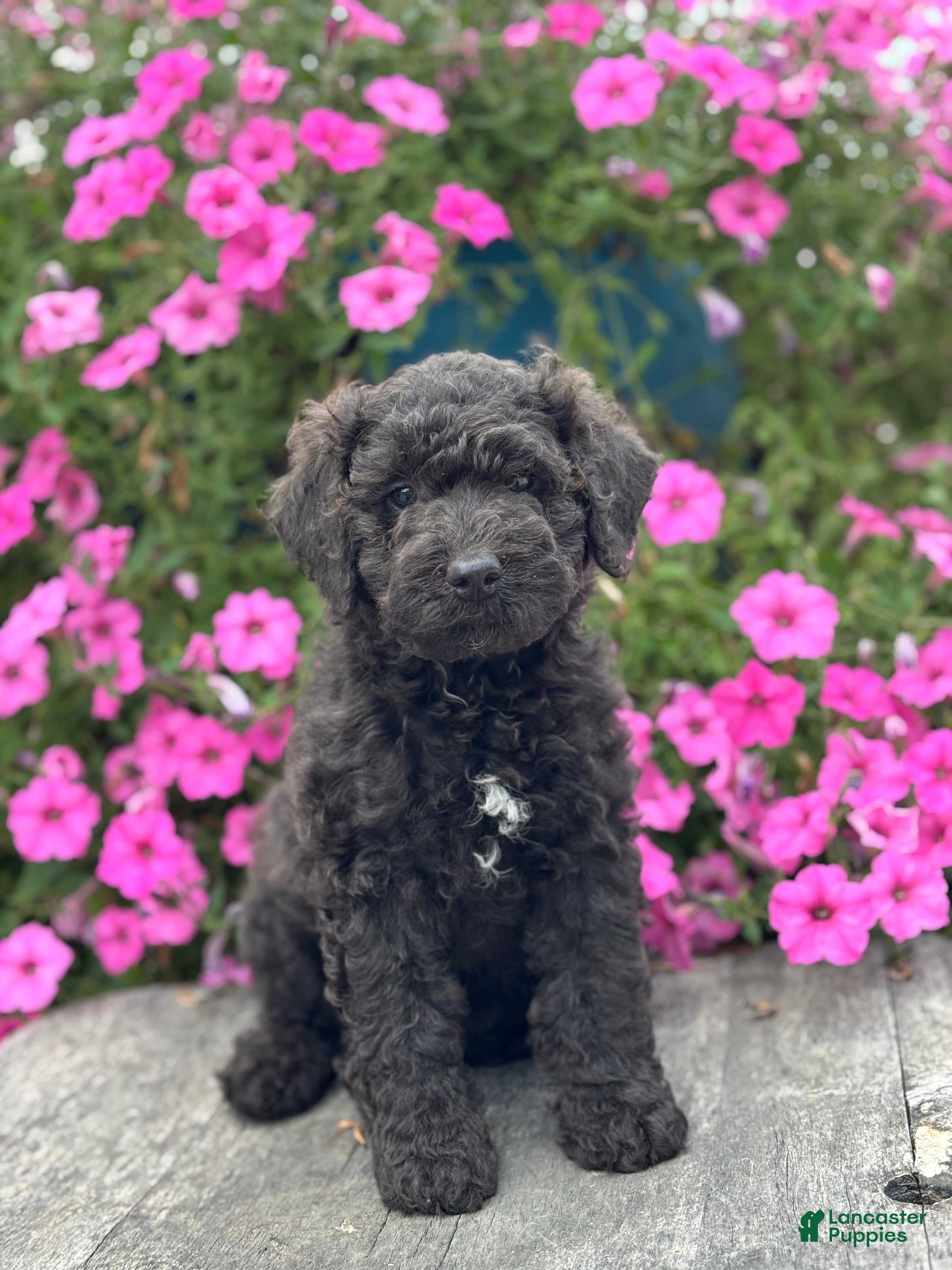 Miniature Poodle dogs Edna - Ad 1