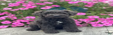 Edna