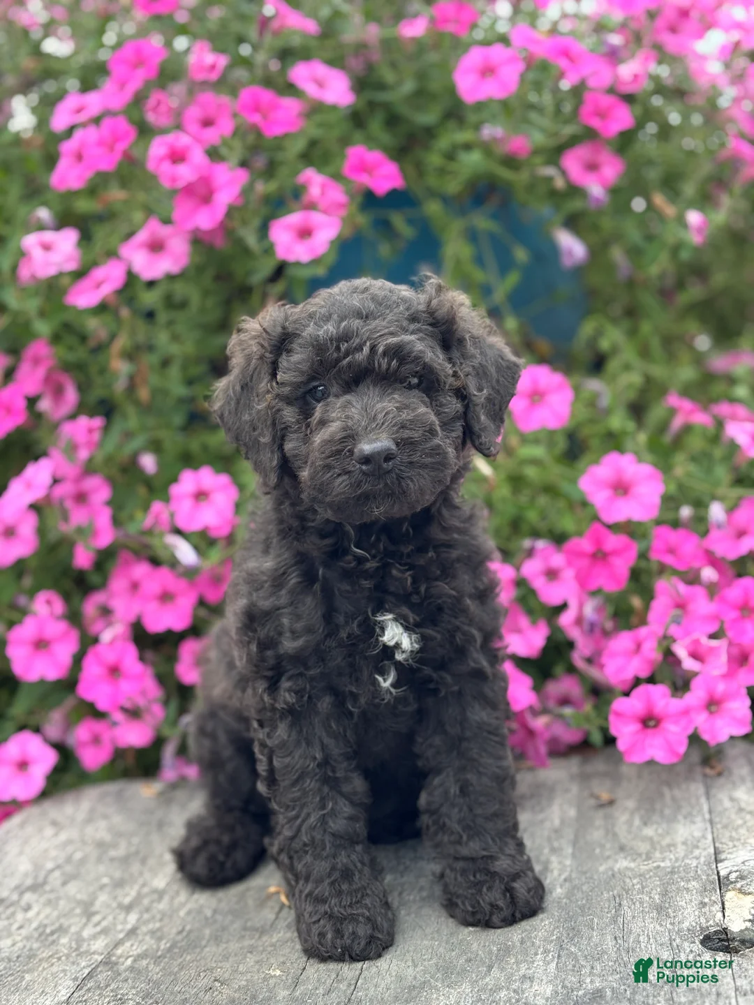 Miniature Poodle dogs for sale: Edna - Ad 1