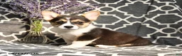 Welsh Corgi Pembroke dogs for sale: Champ  - Ad 3