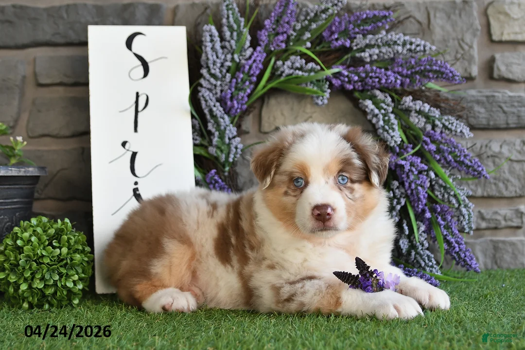 Australian Shepherd dogs for sale: Lilly Rose - Ad 2