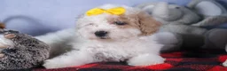Bichpoo dogs for sale: Snowflake - Ad 5