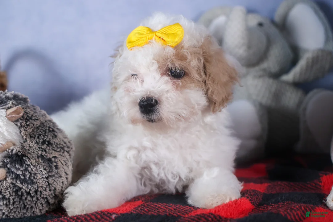 Bichpoo dogs for sale: Snowflake - Ad 5