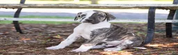 Great Dane dogs for sale: Ace - Ad 1