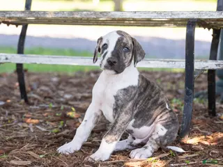 Great Dane dogs for sale: Ace - Ad 1