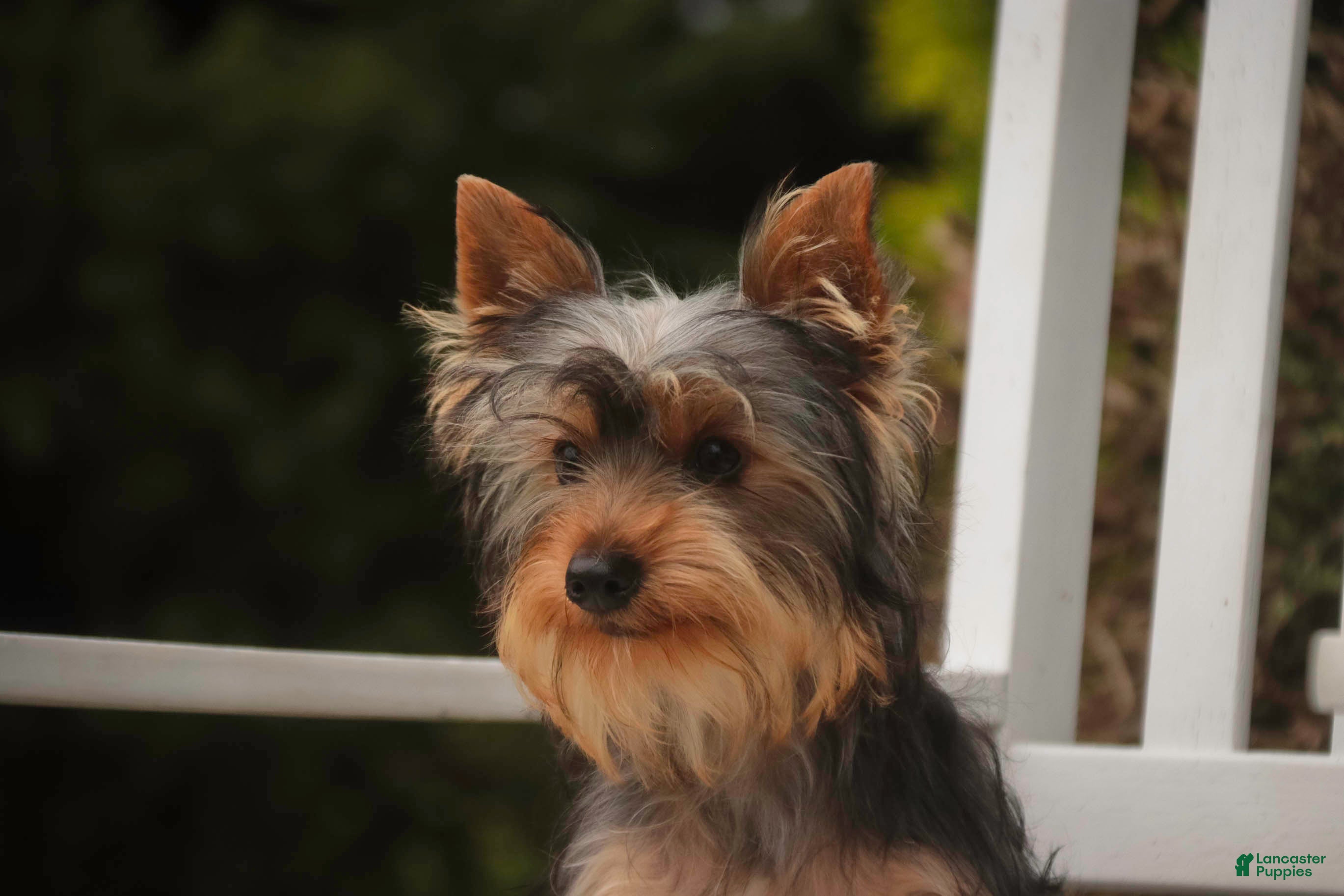 Yorkshire Terrier dogs Junior - Ad 2
