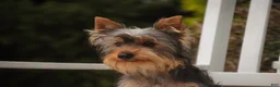 Yorkshire Terrier dogs for sale: Junior - Ad 8