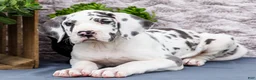 Great Dane dogs for sale: Kelly - Ad 1