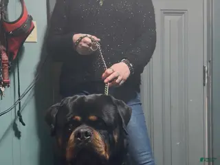 Rottweiler dogs XXL RMD - DoNeY UNO - Ad 7