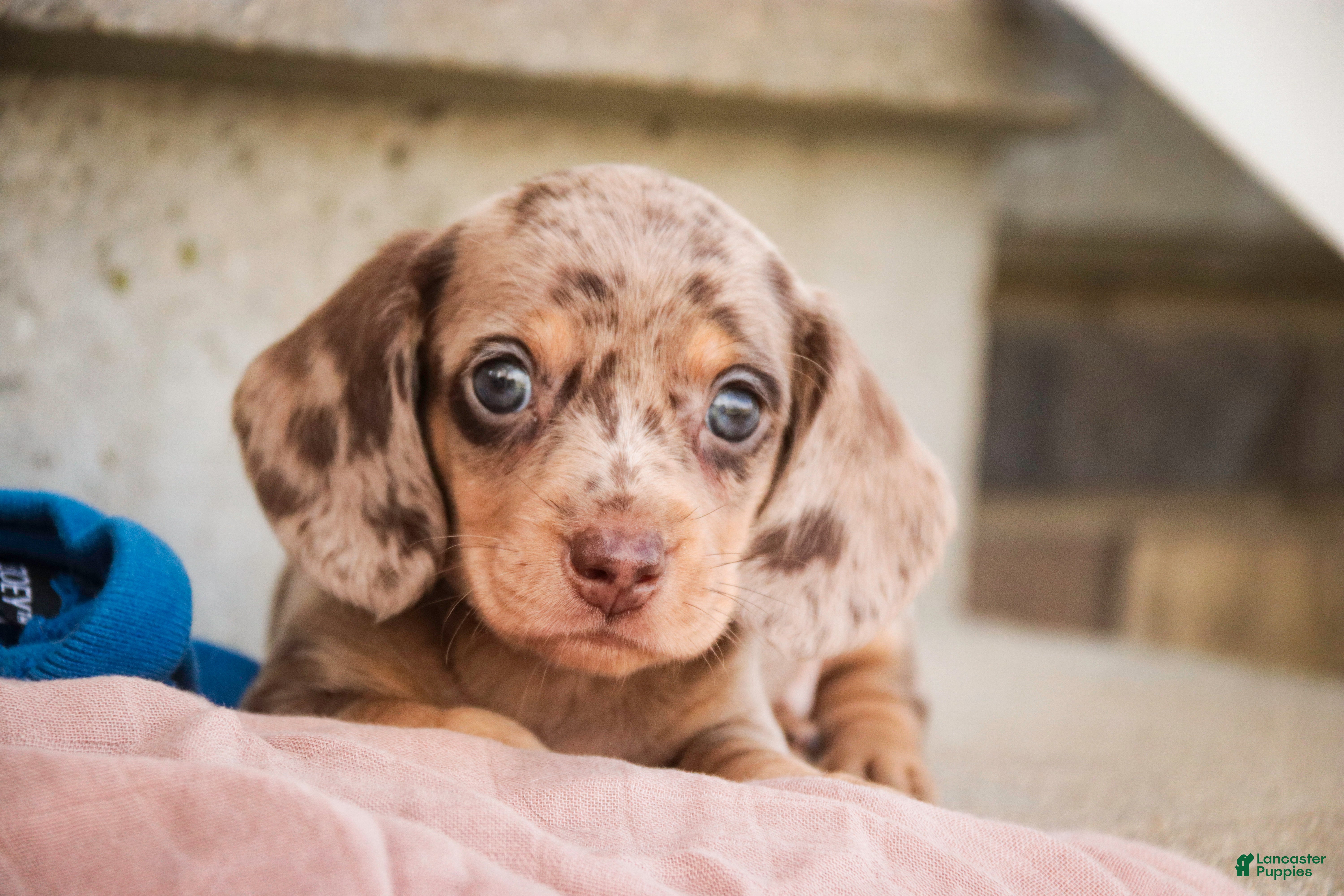 Miniature Dachshund dogs Pluto - Ad 2