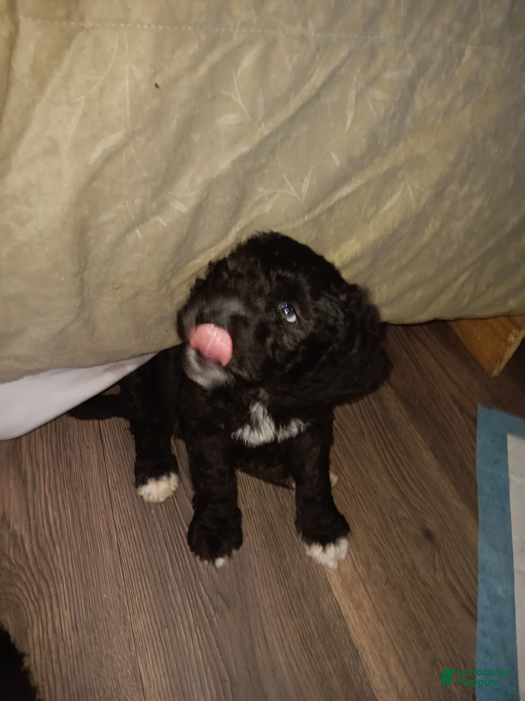 Labradoodle dogs for sale: Creamy mae - Ad 30
