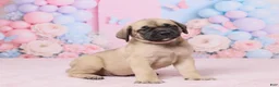 English Mastiff dogs for sale: Diesel - Ad 3