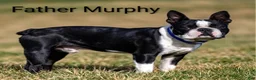 Boston Terrier dogs for sale: Maeve - Ad 6