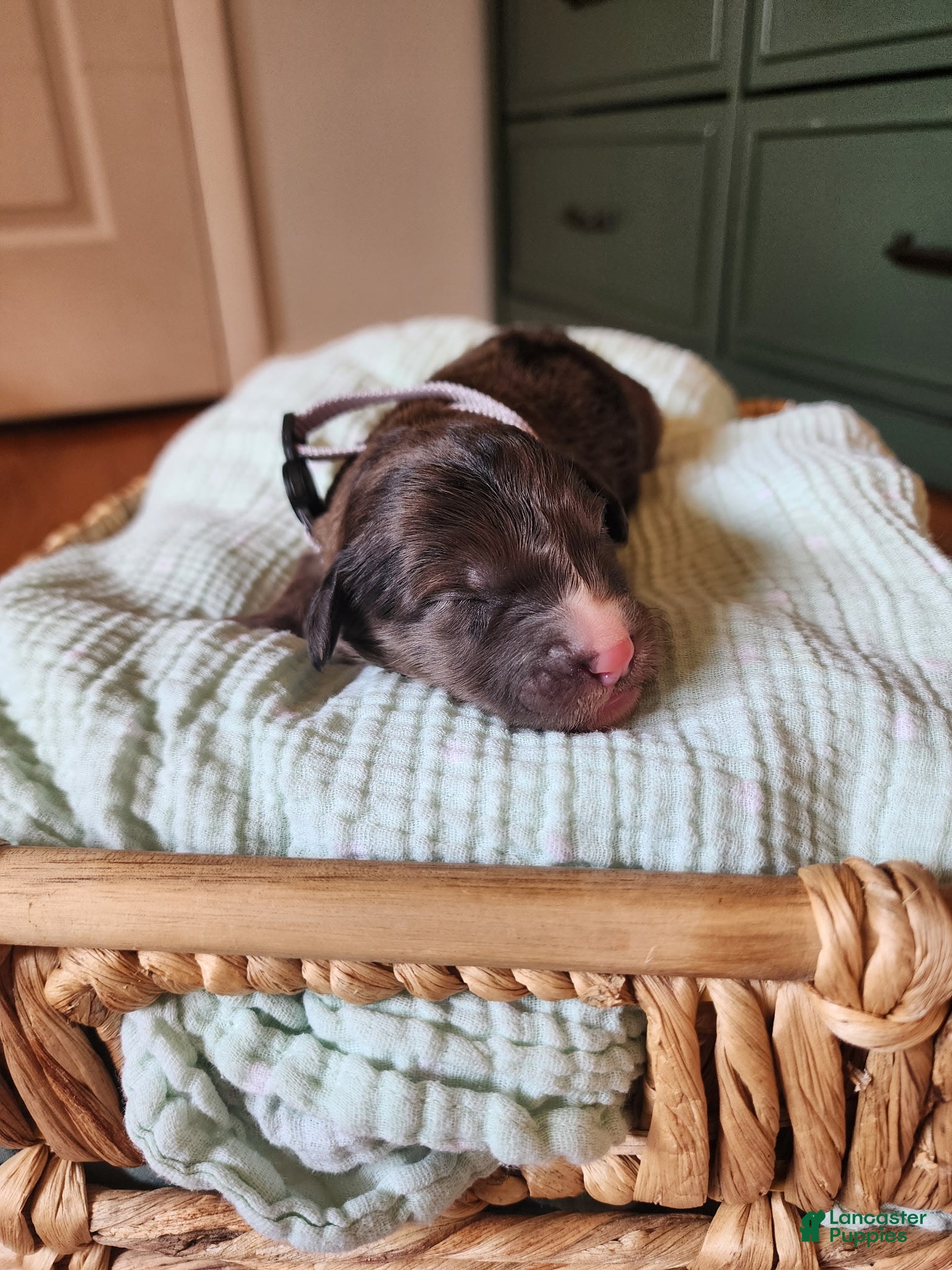 Mixed Breed dogs Rocky - Ad 10
