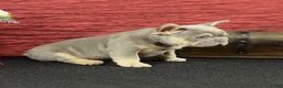 French Bulldog dogs for sale: Jax - Ad 6