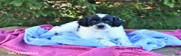 Portuguese Water Dog dogs for sale: Glory - Ad 9