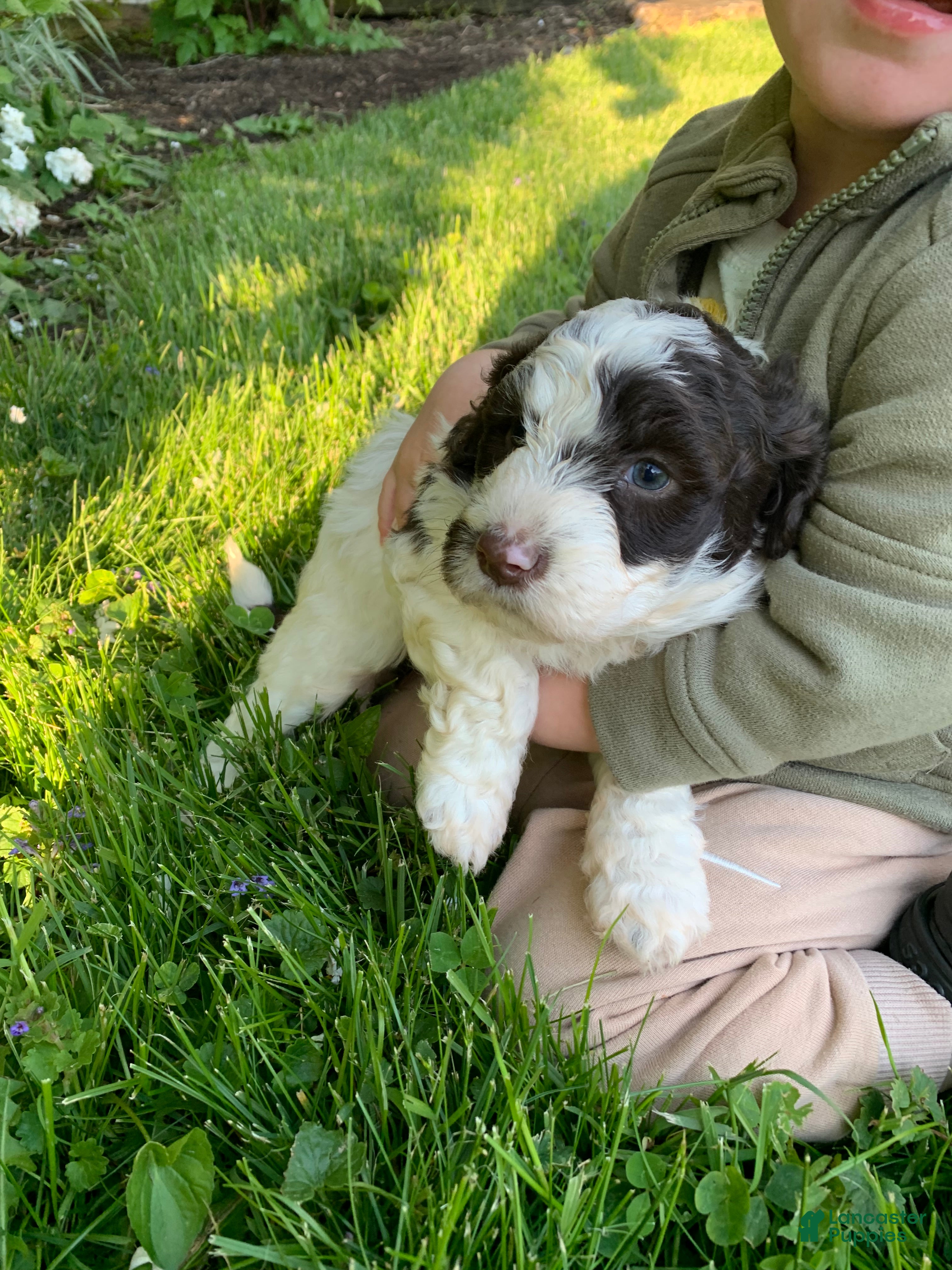 Portuguese Water Dog dogs Bella - Ad 2