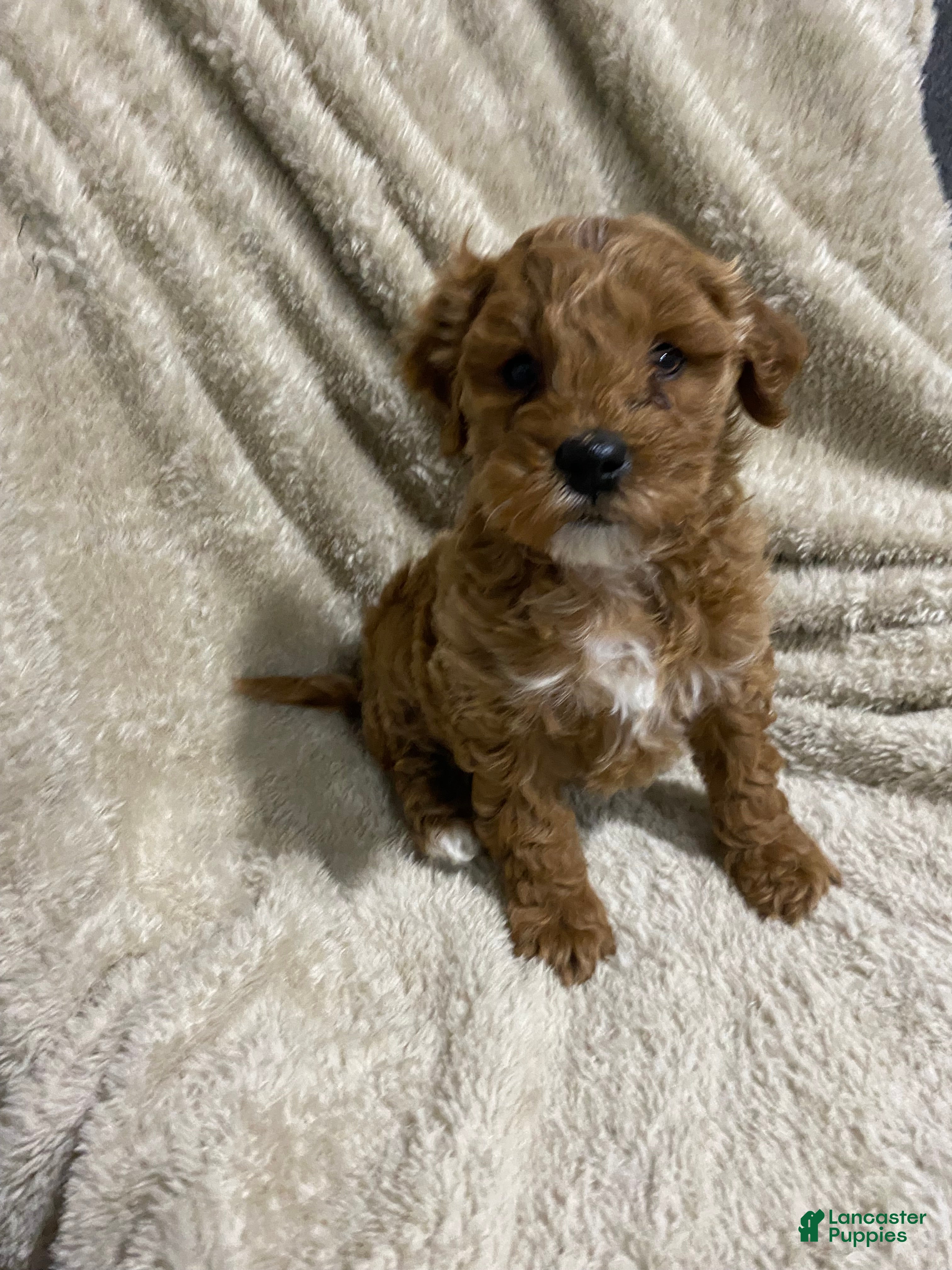 Mini Goldendoodle dogs for sale: Brodie - Ad 1