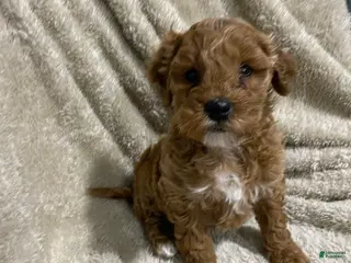 Mini Goldendoodle dogs for sale: Brodie - Ad 1