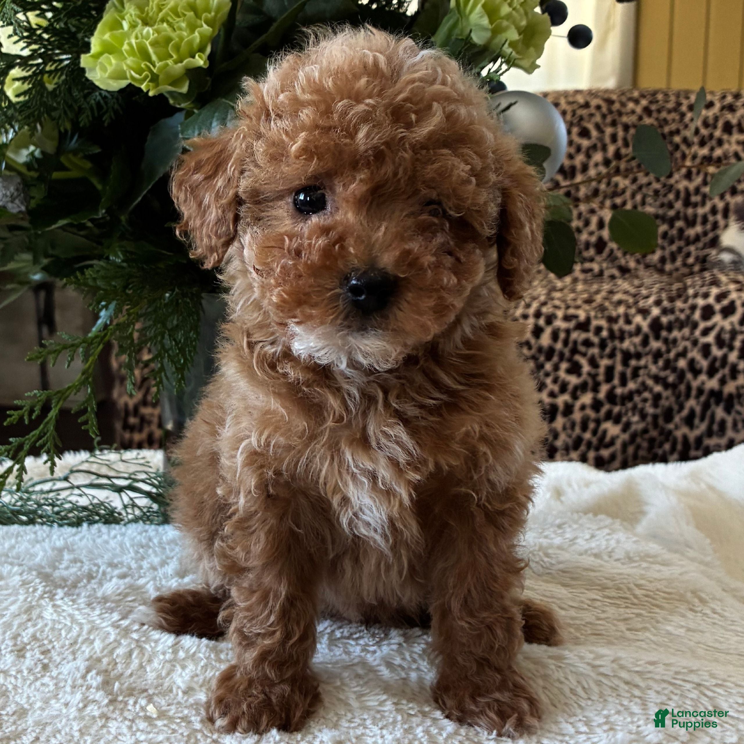 Toy Poodle dogs Roscoe  - Ad 35