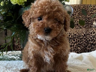 Toy Poodle dogs Roscoe - Ad 35