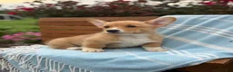 Welsh Corgi Pembroke dogs for sale: Jasper - Ad 15