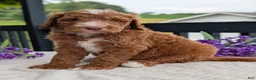 Goldendoodle dogs for sale: Charlie - Ad 12
