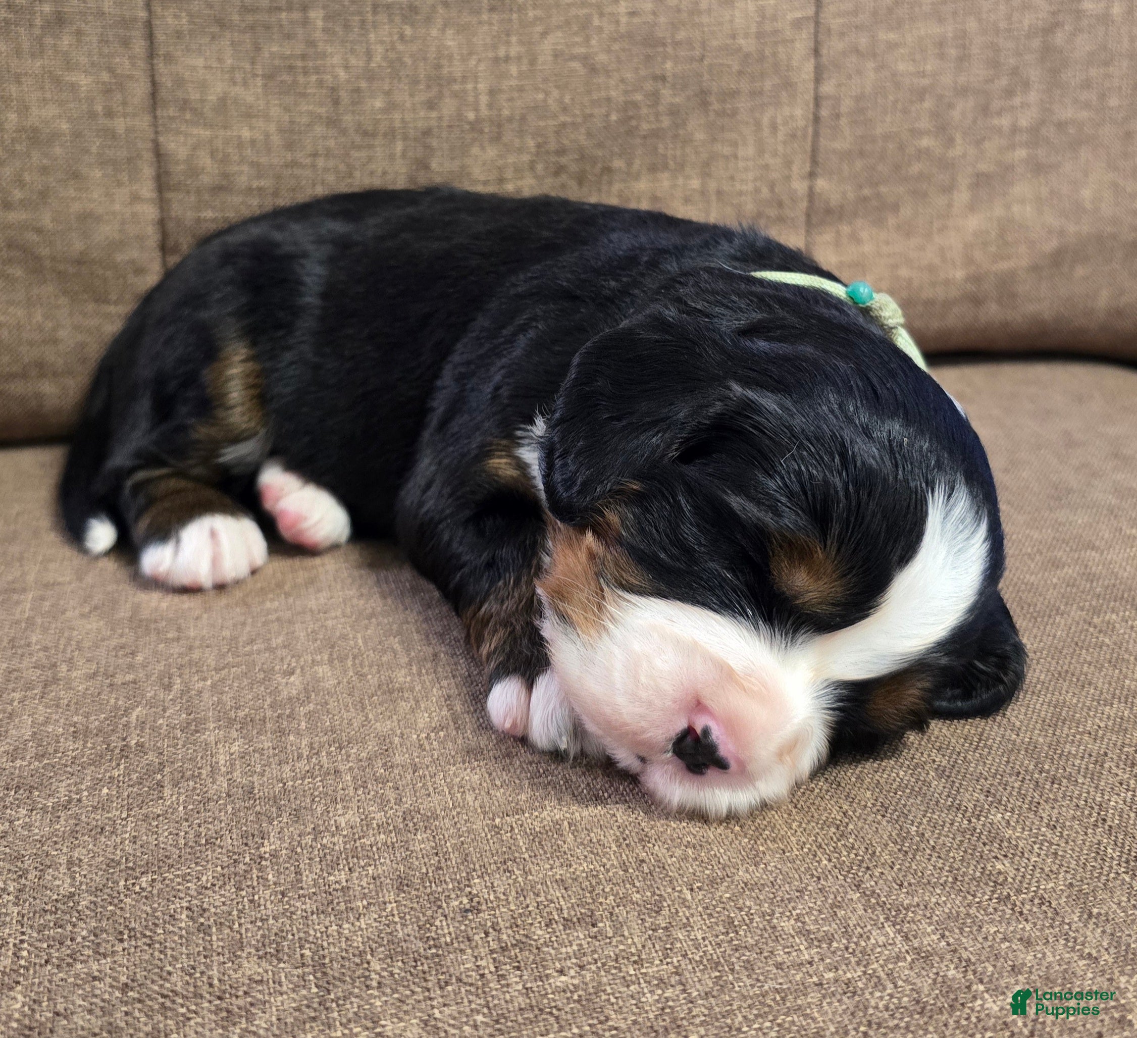 Miniature Bernese Mountain Dog dogs Sidecar [Reserved] - Ad 2