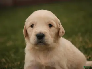 Golden Retriever dogs Mica - AKC, health tested parents - Ad 31