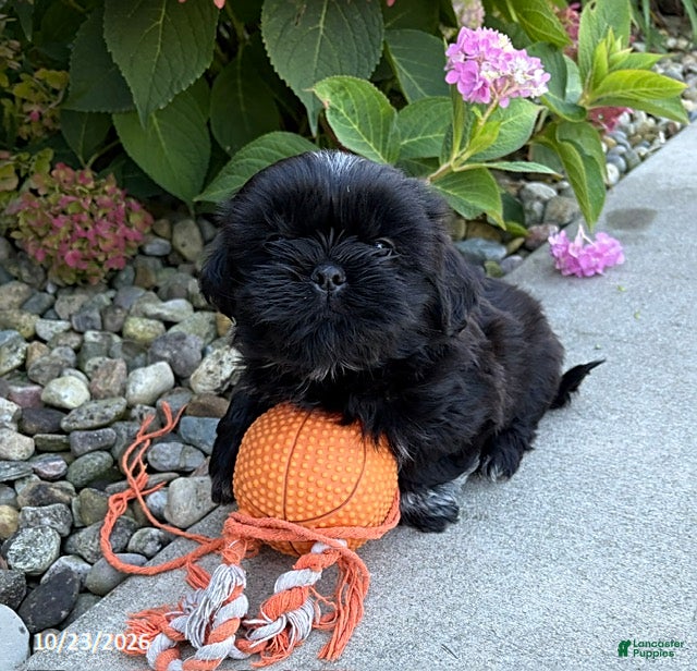 Shih Tzu dogs for sale: Kohl - Ad 2