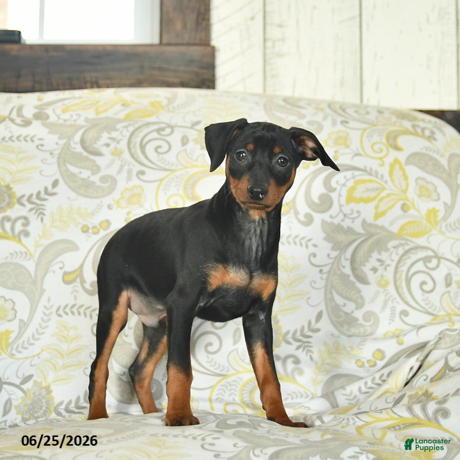 Miniature Pinscher dogs Hawkeye  - Ad 1